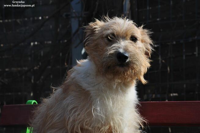 Grzanka- Nieśmiała suczka do adopcji!