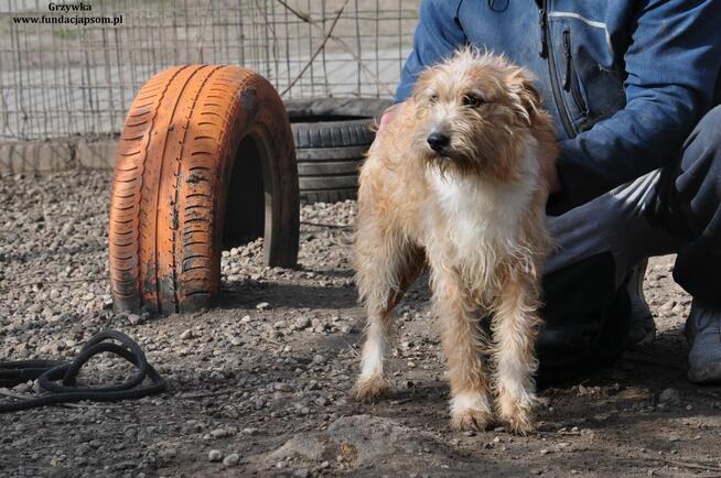 Grzanka- Nieśmiała suczka do adopcji!