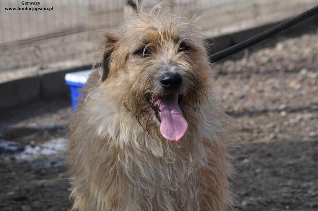 Gerwazy- Średni szorściak poleca się do adopcji!