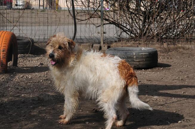 Goofy- Wyjątkowy chłopak rozgląda się za nowym domem!