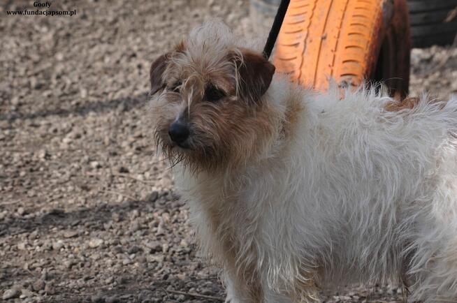 Goofy- Wyjątkowy chłopak rozgląda się za nowym domem!