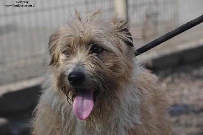 Gerwazy- Średni szorściak poleca się do adopcji!