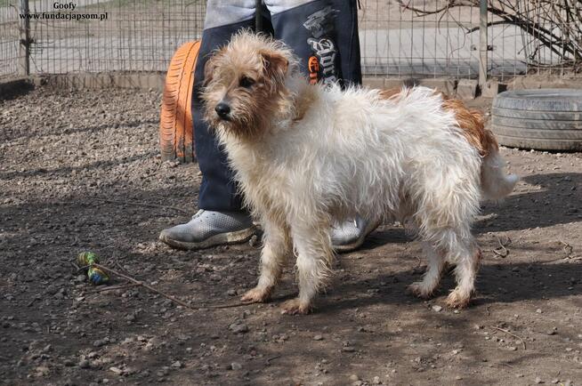 Goofy- Wyjątkowy chłopak rozgląda się za nowym domem!