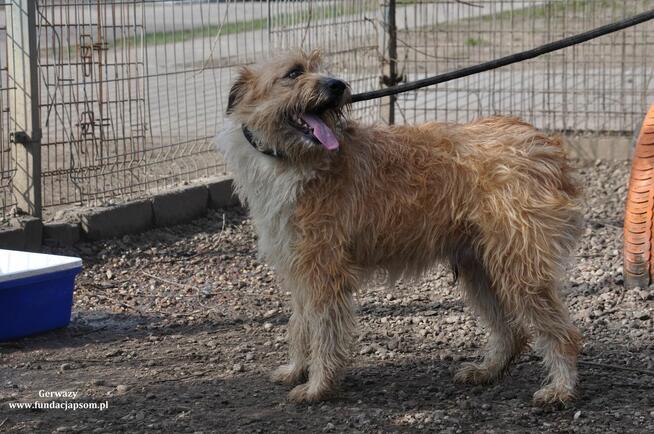 Gerwazy- Średni szorściak poleca się do adopcji!