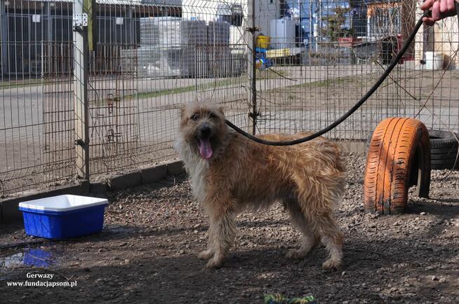 Gerwazy- Średni szorściak poleca się do adopcji!