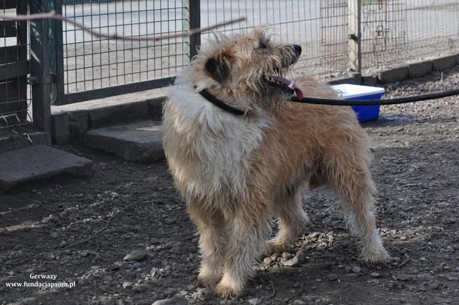 Gerwazy- Średni szorściak poleca się do adopcji!