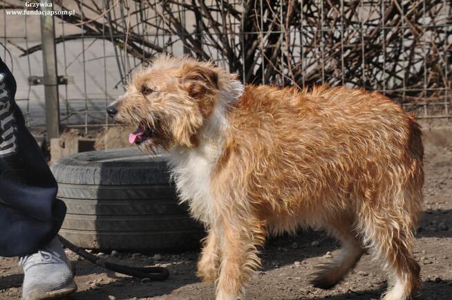 Grzanka- Nieśmiała suczka do adopcji!