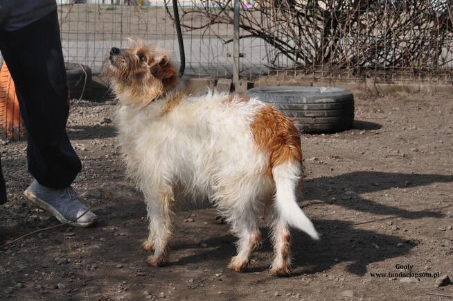 Goofy- Wyjątkowy chłopak rozgląda się za nowym domem!