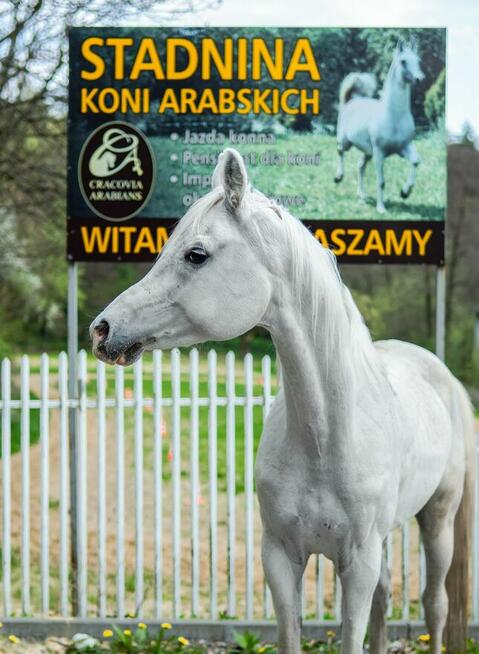 Pensjonat ze stadniną koni blisko Krakowa