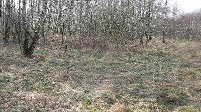 Działka Stare Budy gm. Jaktorów