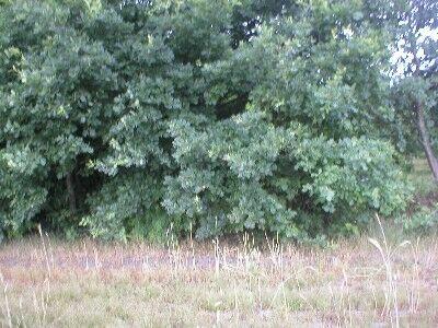 Działka Chrzanów Mały gm. Grodzisk Mazowiecki