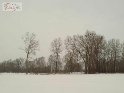 Działka Budy Zosine gm. Jaktorów