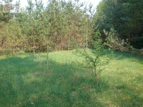 Działka Osowiec gm. Żabia Wola