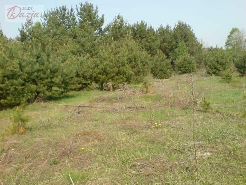 Działka Osowiec gm. Żabia Wola