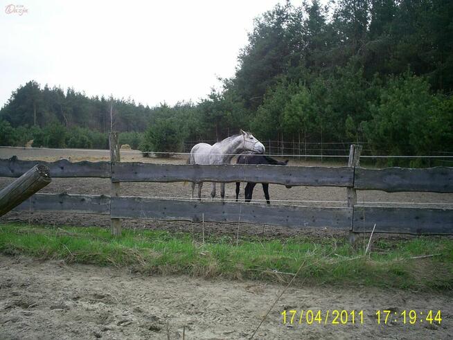 Działka Ojrzanów gm. Żabia Wola