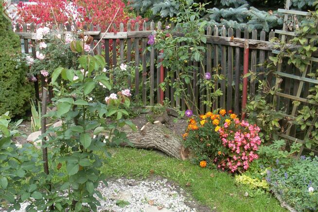 Działka gospodarstwo Gole gm. Baranów