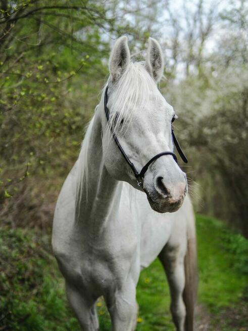 Pensjonat ze stadniną koni blisko Krakowa