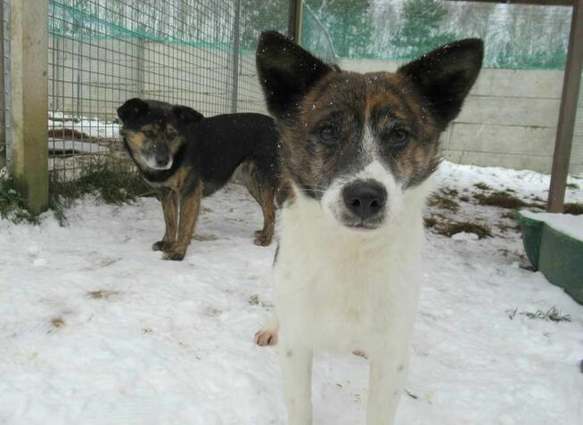 Rożek do adopcji
