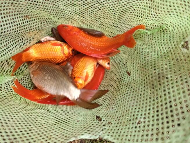 Sprzedam karasie ozdobne