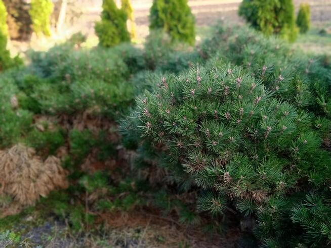 PROMOCJA !!!!!Likwidacja szkółki roślin