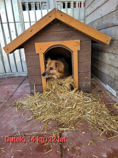 Gucio do adopcji