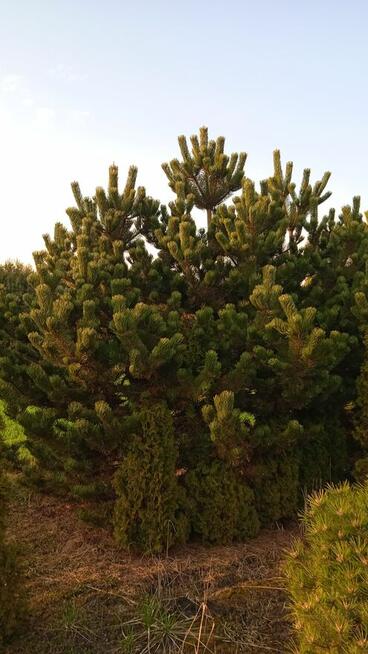 PROMOCJA !!!!!Likwidacja szkółki roślin