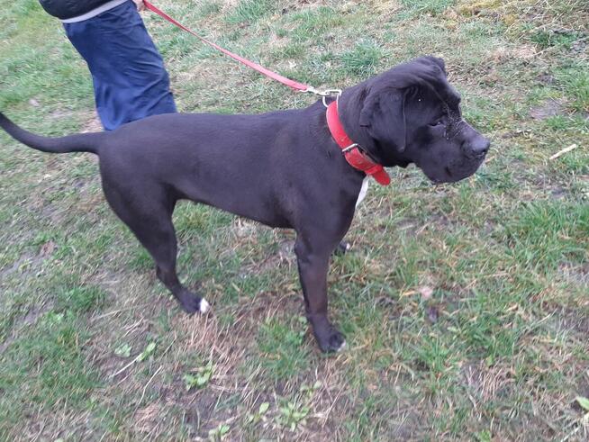 Cane Corso