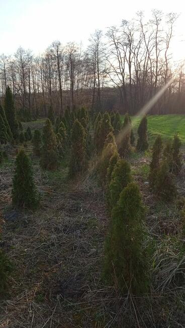 PROMOCJA !!!!!Likwidacja szkółki roślin