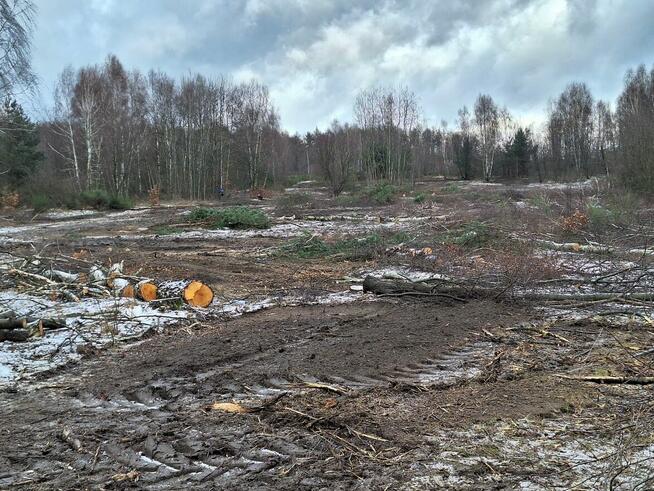 Wycinka drzew Czyszczenie terenu Mulczowanie Karczowanie