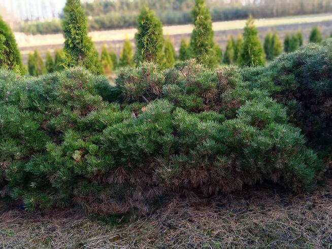 PROMOCJA !!!!!Likwidacja szkółki roślin