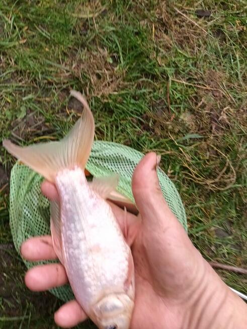 Sprzedam karasie ozdobne