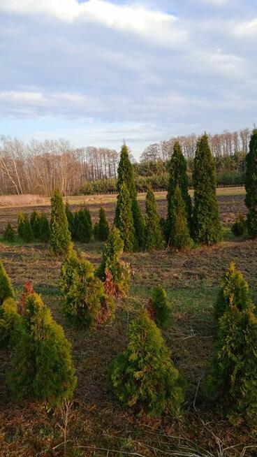 PROMOCJA !!!!!Likwidacja szkółki roślin