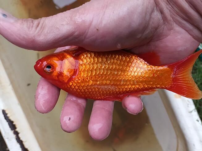 Sprzedam karasie ozdobne