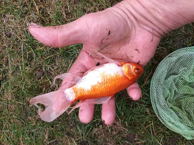 Sprzedam karasie ozdobne