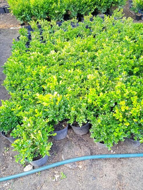 PROMOCJA !!!!!Likwidacja szkółki roślin