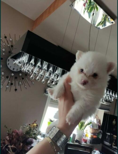 Szpic miniaturowy Buldog francuski szczeniak