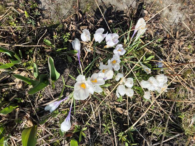 Domek na działce ROD Malcanów