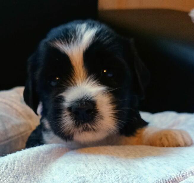 Terier Tybetański szczenięta planowany miot