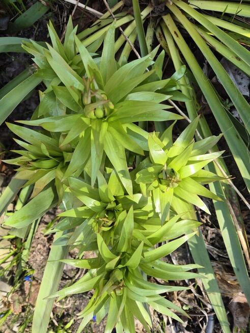 Domek na działce ROD Malcanów