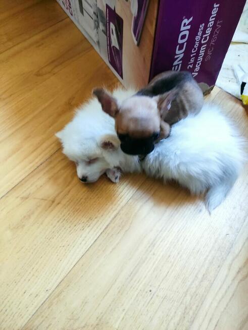 Szpic miniaturowy Buldog francuski szczeniak