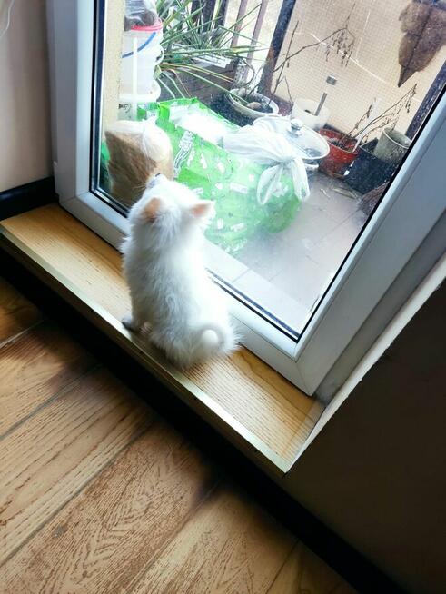 Szpic miniaturowy Buldog francuski szczeniak