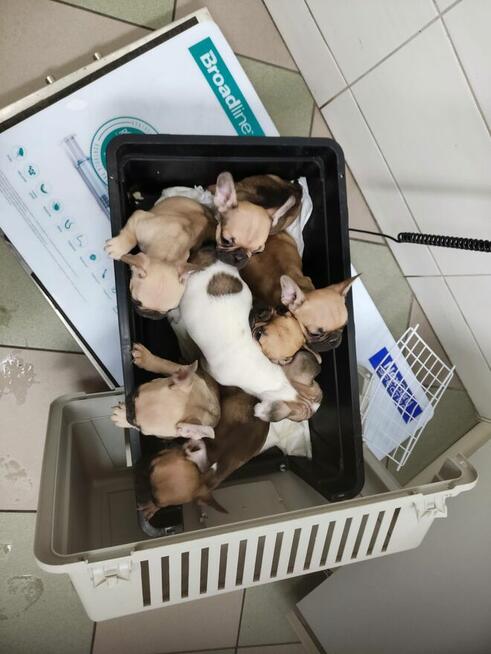 Szpic miniaturowy Buldog francuski szczeniak