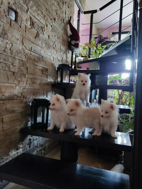 Szpic miniaturowy Buldog francuski szczeniak