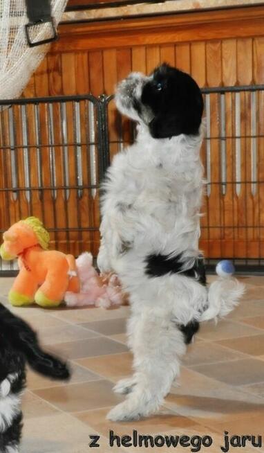 Terier Tybetański szczenięta planowany miot