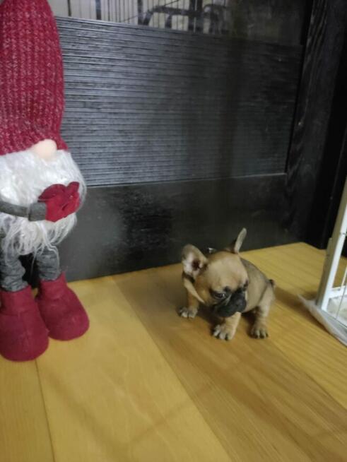 Szpic miniaturowy Buldog francuski szczeniak