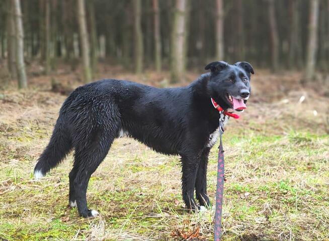 Elegancki psiak Bond szuka domu!
