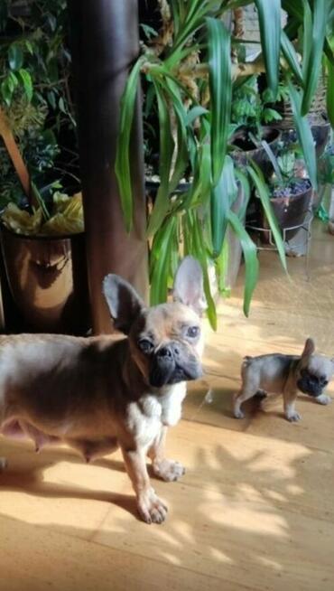 Szpic miniaturowy Buldog francuski szczeniak