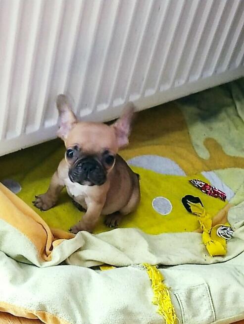 Szpic miniaturowy Buldog francuski szczeniak
