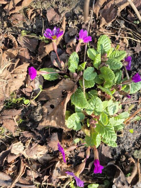 Domek na działce ROD Malcanów