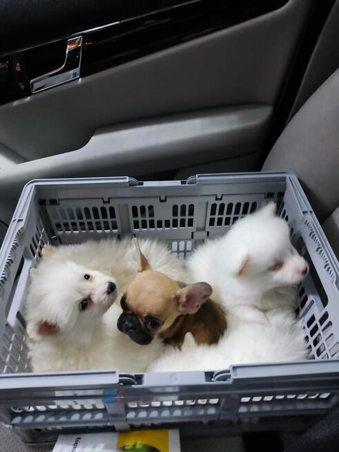 Szpic miniaturowy Buldog francuski szczeniak